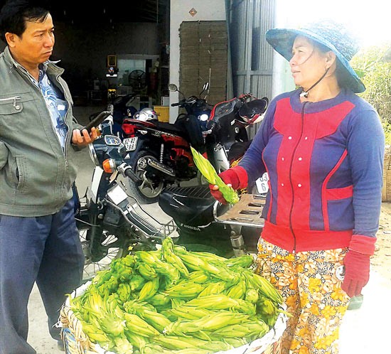 Traders buy dragon fruit buds in Cho Gao District, Tien Giang (Photo: SGGP) Traders buy dragon fruit buds in Cho Gao District, Tien Giang (Photo: SGGP)